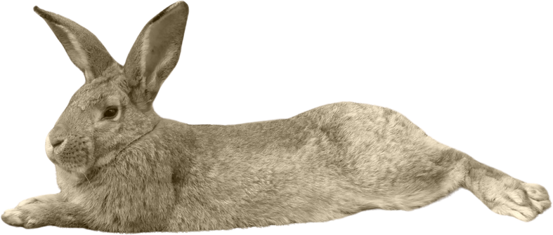 Flemish Giant Rabbit