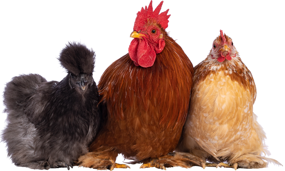 Chickens and Rooster on Transparent Background